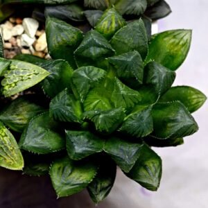 Haworthia MS204 Mirror Ball x Guajigusuku - 10