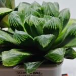 Haworthia MS204 Mirror Ball x Guajigusuku - 11
