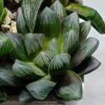 Haworthia MS206 Marco Polo x Torafugu - 2