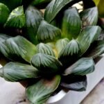 Haworthia MS206 Marco Polo x Torafugu - 3