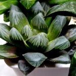 Haworthia MS206 Marco Polo x Torafugu - 4