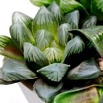 Haworthia MS206 Marco Polo x Torafugu - 5