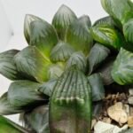 Haworthia MS206 Marco Polo x Torafugu - 6