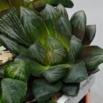 Haworthia MS206 Marco Polo x Torafugu - 7