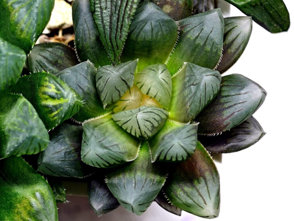 Home 10 Haworthia MS206 Marco Polo x Torafugu - 8