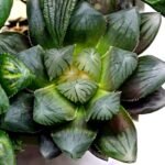 Haworthia MS206 Marco Polo x Torafugu - 8