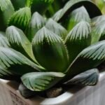 Haworthia MS206 Marco Polo x Torafugu - 9