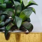 Haworthia MS207 Correcta - 1