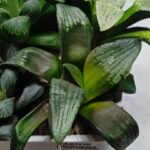Haworthia MS207 Correcta - 2