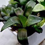 Haworthia MS207 Correcta - 3