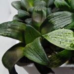 Haworthia MS207 Correcta - 4