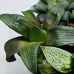 Haworthia MS207 Correcta - 5