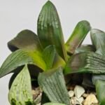 Haworthia MS207 Correcta - 6