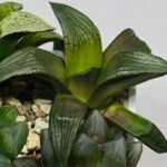 Haworthia MS207 Correcta - 7