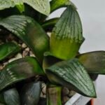 Haworthia MS207 Correcta - 8