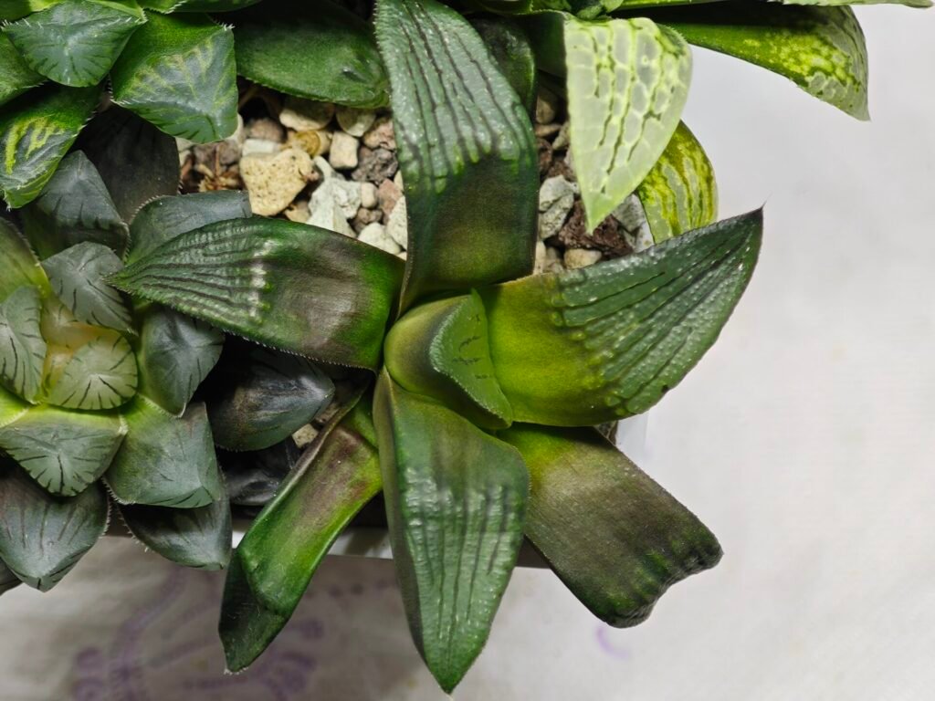 Home 1 Haworthia MS207 Correcta - 9