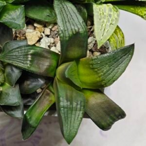 Haworthia MS207 Correcta - 9