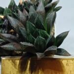 Haworthia MS208 Betsu Yamada x Hanasakigani - 1