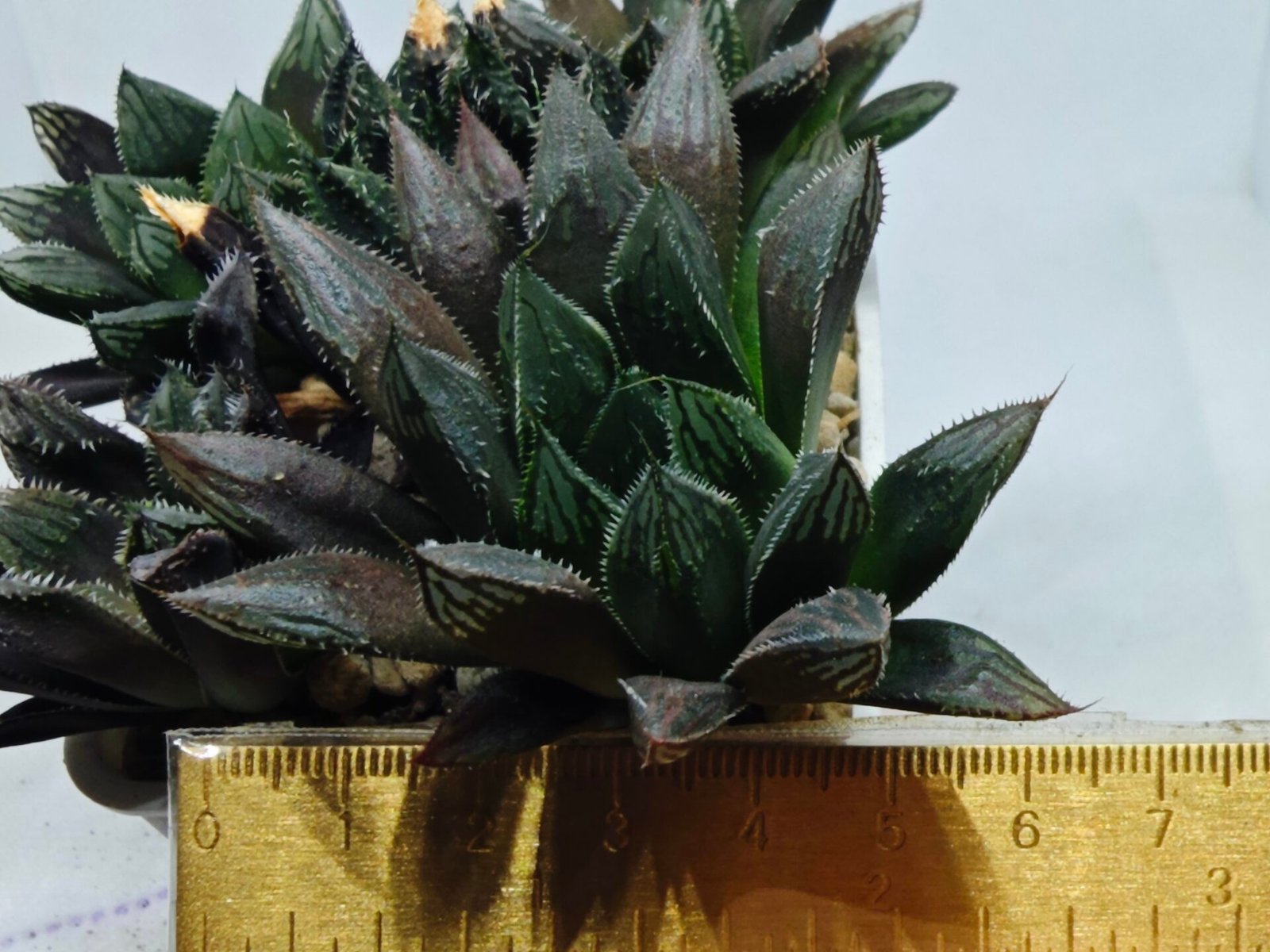Haworthia MS208 Betsu Yamada x Hanasakigani - 1