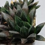 Haworthia MS208 Betsu Yamada x Hanasakigani - 2