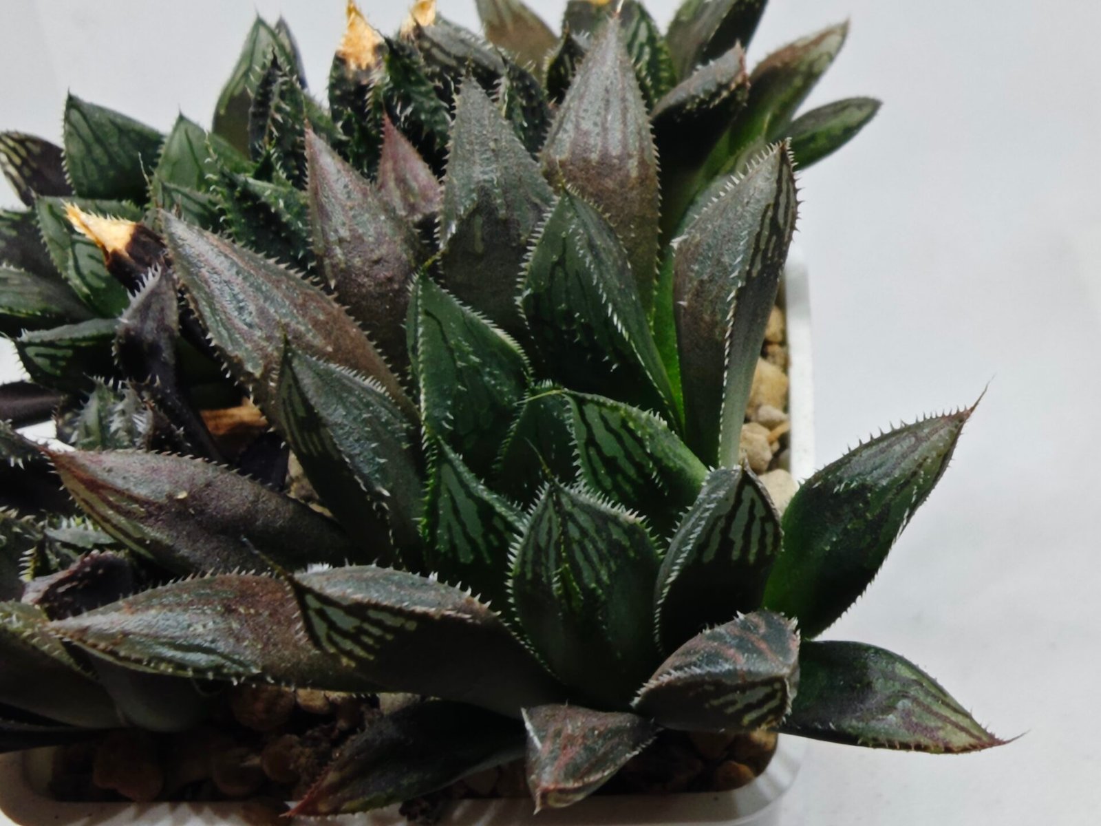 Haworthia MS208 Betsu Yamada x Hanasakigani - 2