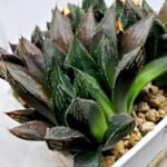 Haworthia MS208 Betsu Yamada x Hanasakigani - 3