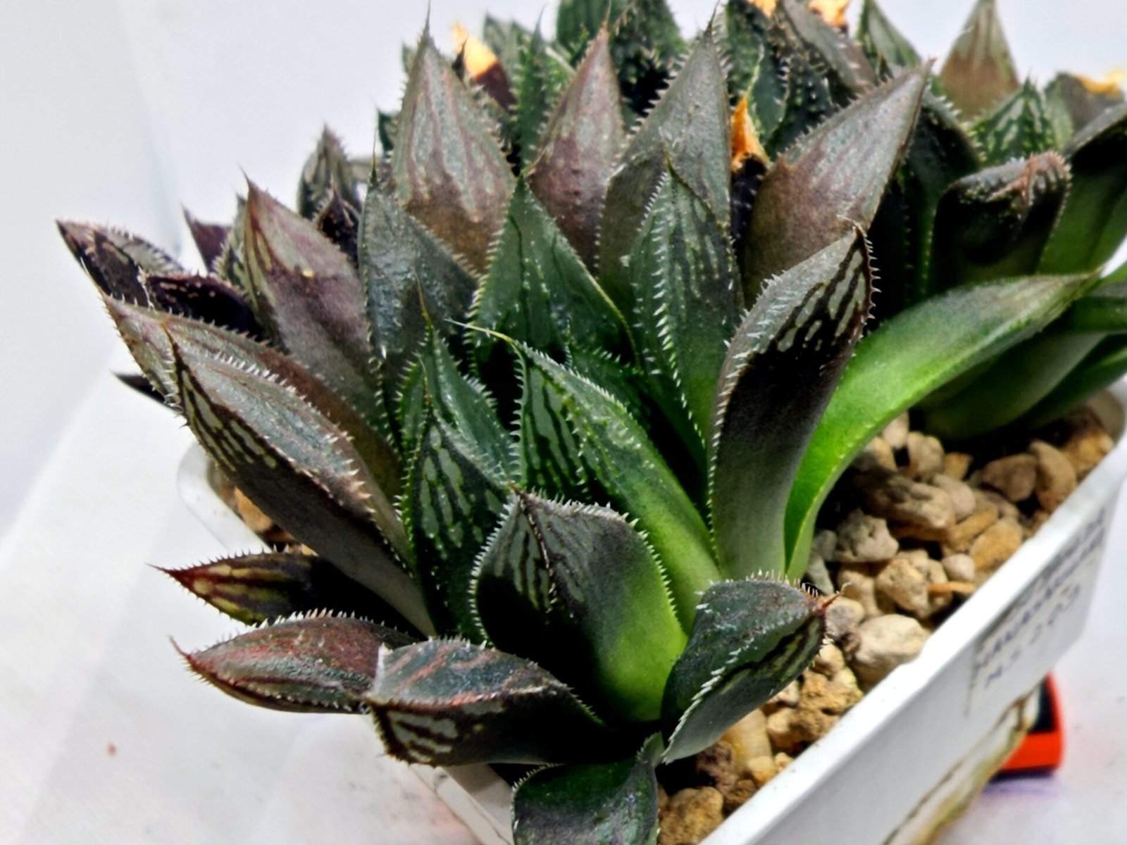 Haworthia MS208 Betsu Yamada x Hanasakigani - 3