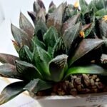 Haworthia MS208 Betsu Yamada x Hanasakigani - 4