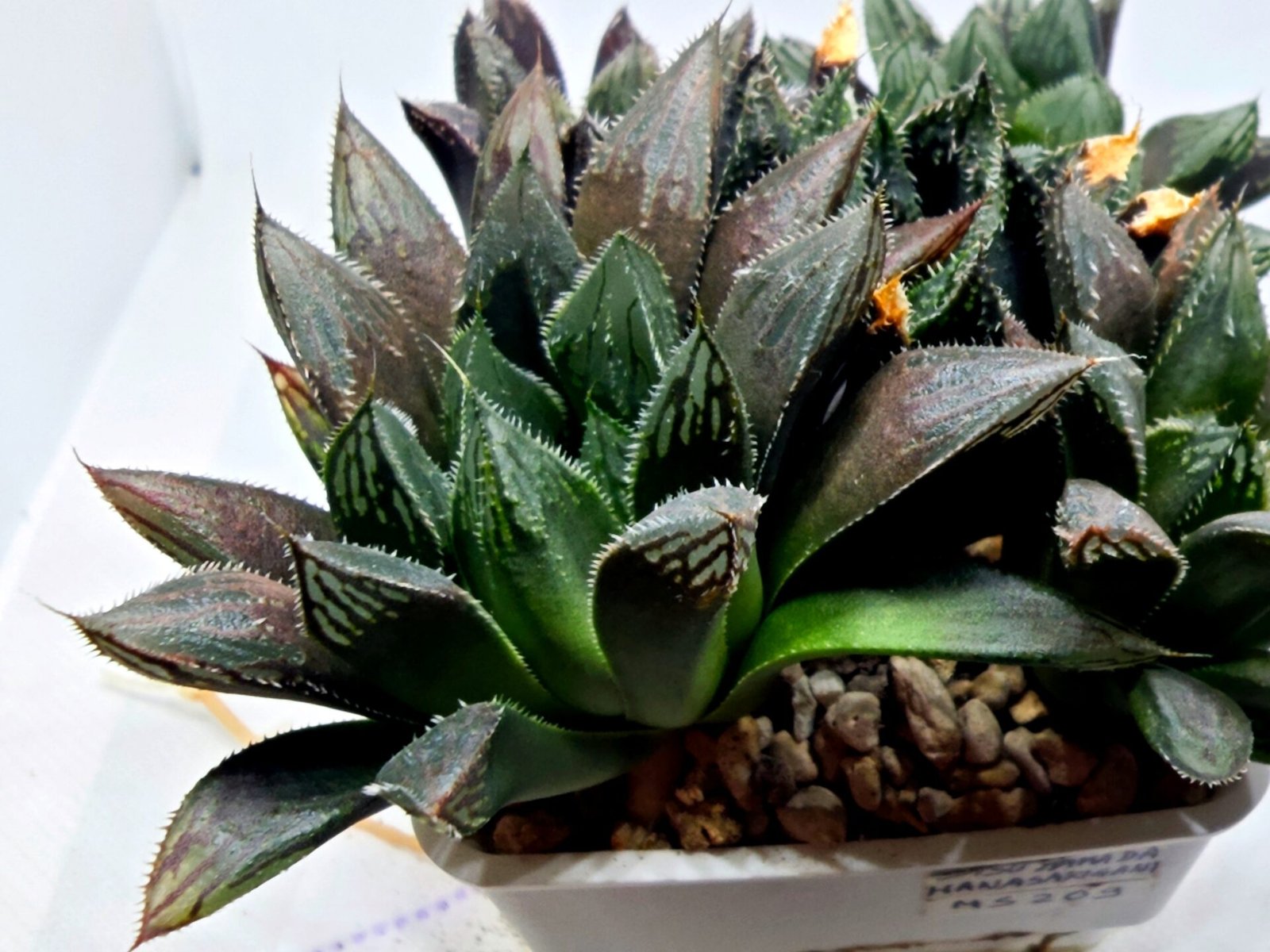 Haworthia MS208 Betsu Yamada x Hanasakigani - 4