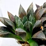 Haworthia MS208 Betsu Yamada x Hanasakigani - 5