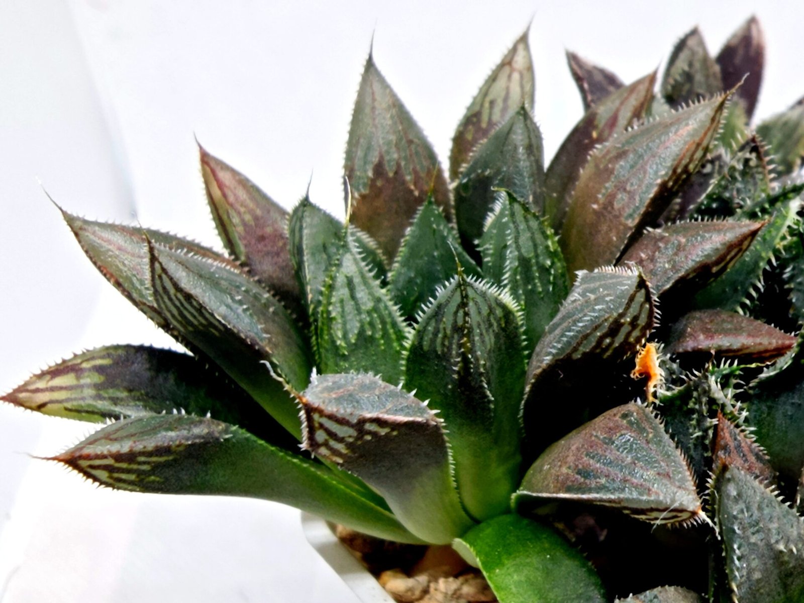 Haworthia MS208 Betsu Yamada x Hanasakigani - 5