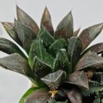Haworthia MS208 Betsu Yamada x Hanasakigani - 6
