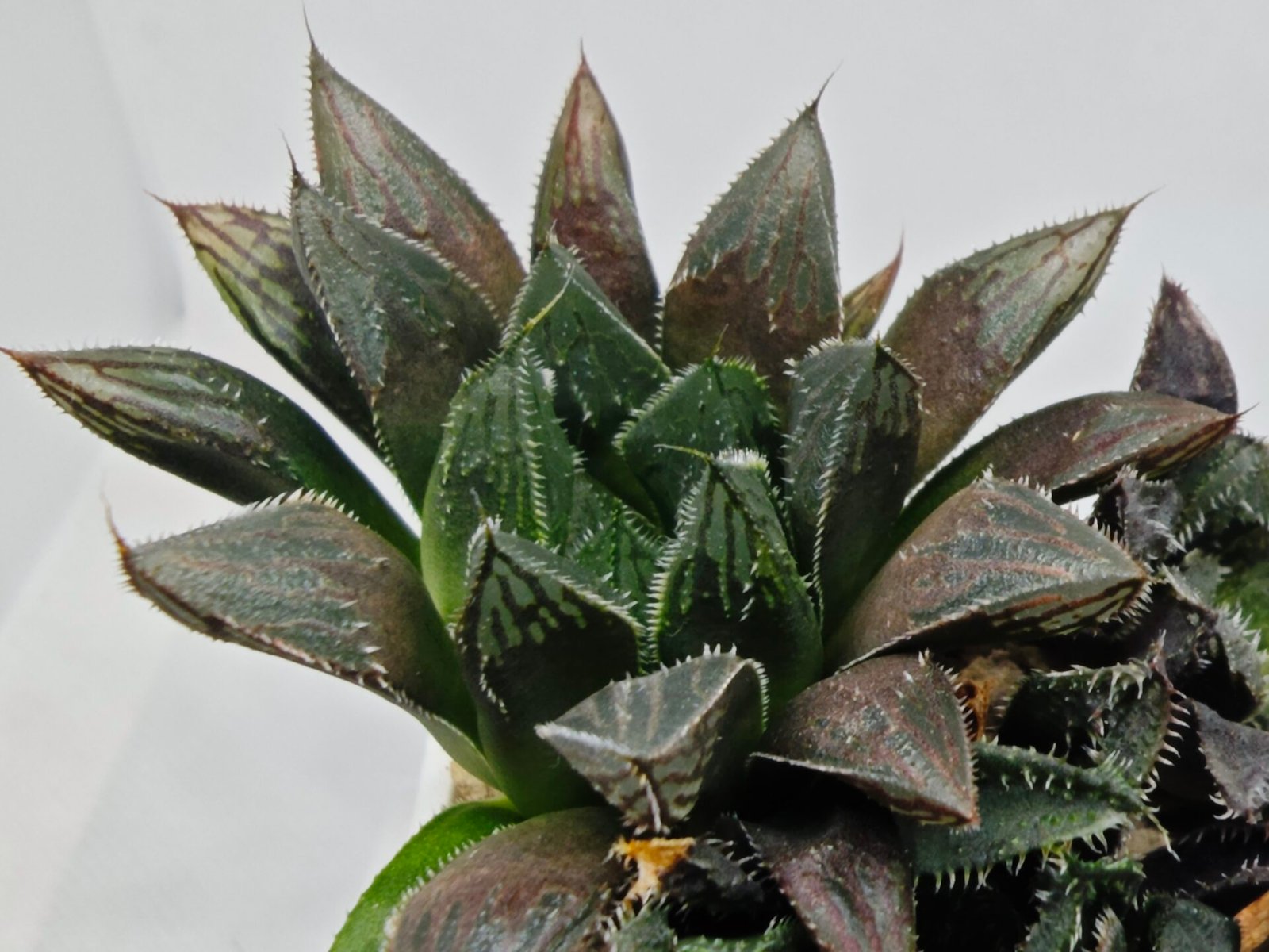 Haworthia MS208 Betsu Yamada x Hanasakigani - 6