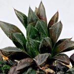 Haworthia MS208 Betsu Yamada x Hanasakigani - 7