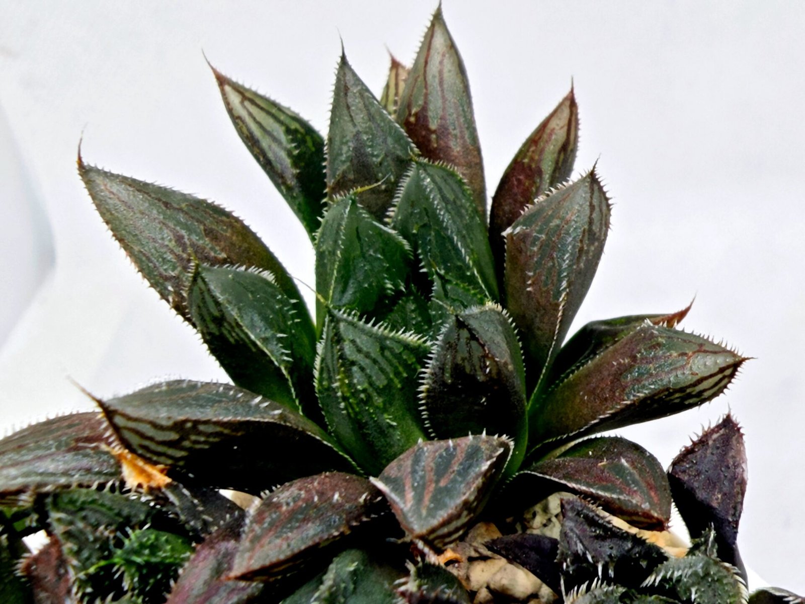 Haworthia MS208 Betsu Yamada x Hanasakigani - 7