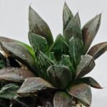 Haworthia MS208 Betsu Yamada x Hanasakigani - 8