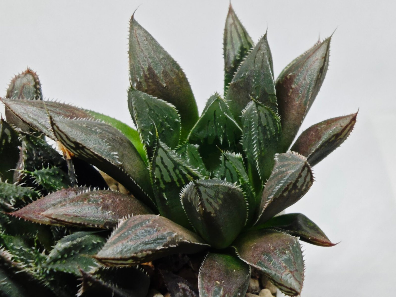 Haworthia MS208 Betsu Yamada x Hanasakigani - 8