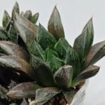 Haworthia MS208 Betsu Yamada x Hanasakigani - 9