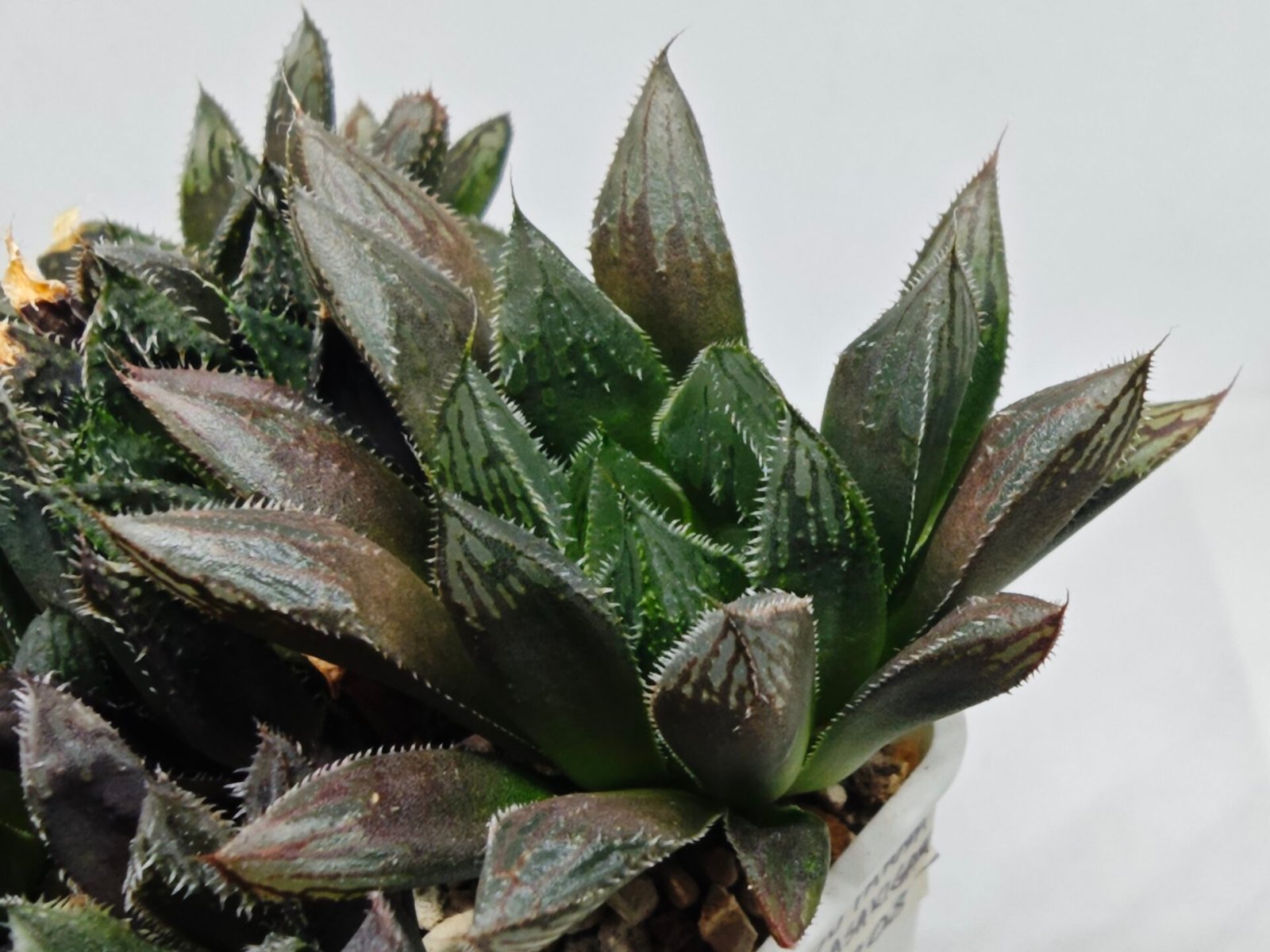 Haworthia MS208 Betsu Yamada x Hanasakigani - 9