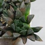 Haworthia MS208 Betsu Yamada x Hanasakigani - 10