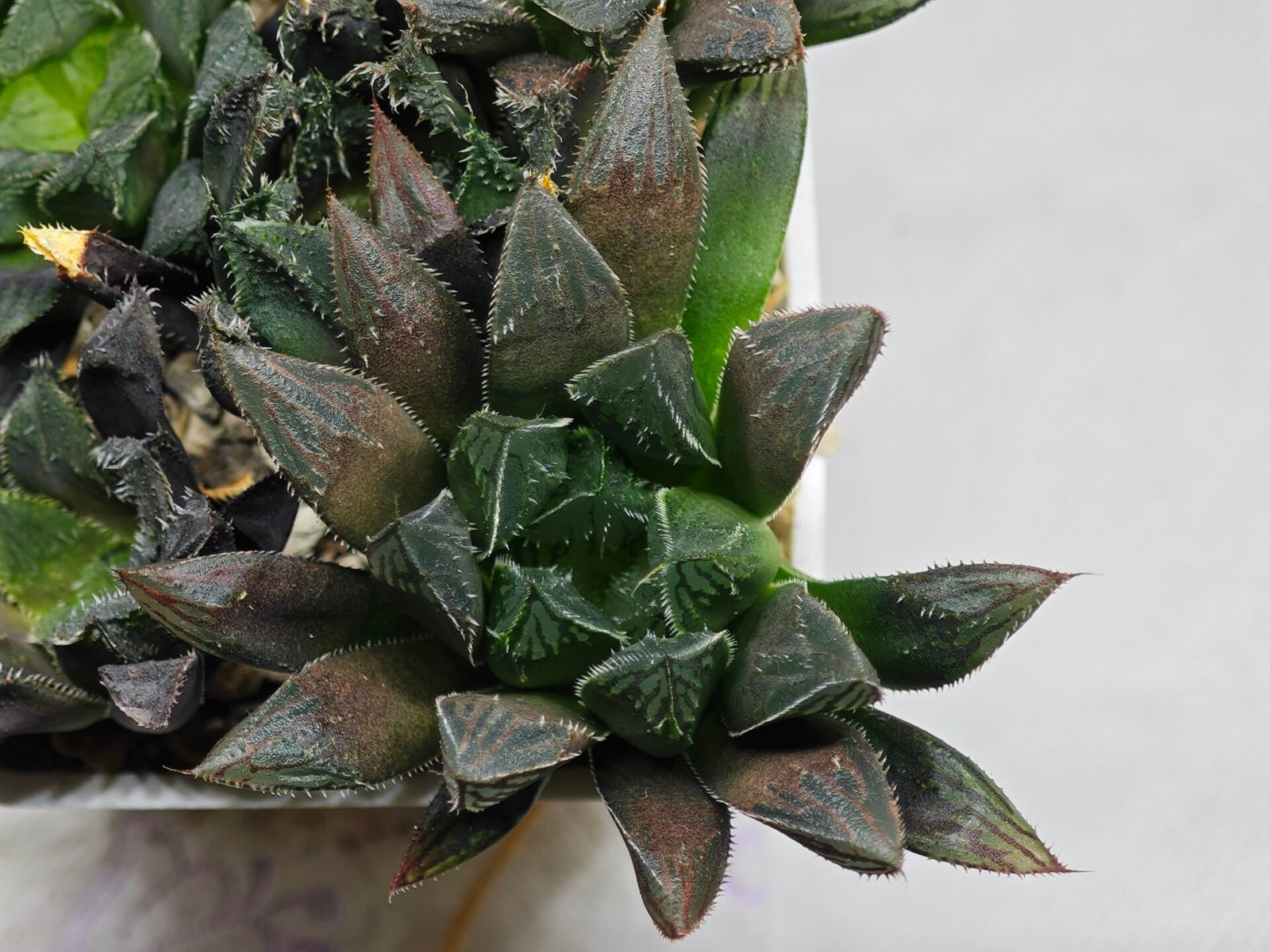 Haworthia MS208 Betsu Yamada x Hanasakigani - 10