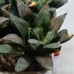 Haworthia MS209 Betsu Yamada x Hanasakigani - 1