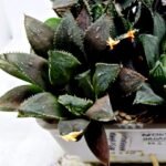 Haworthia MS209 Betsu Yamada x Hanasakigani - 3