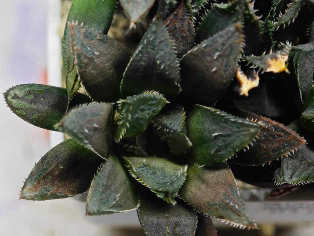 Home 6 Haworthia MS209 Betsu Yamada x Hanasakigani - 4