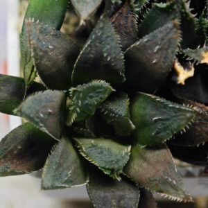 Haworthia MS209 Betsu Yamada x Hanasakigani - 4
