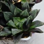 Haworthia MS211 Betsu Yamada x Hanasakigani - 1