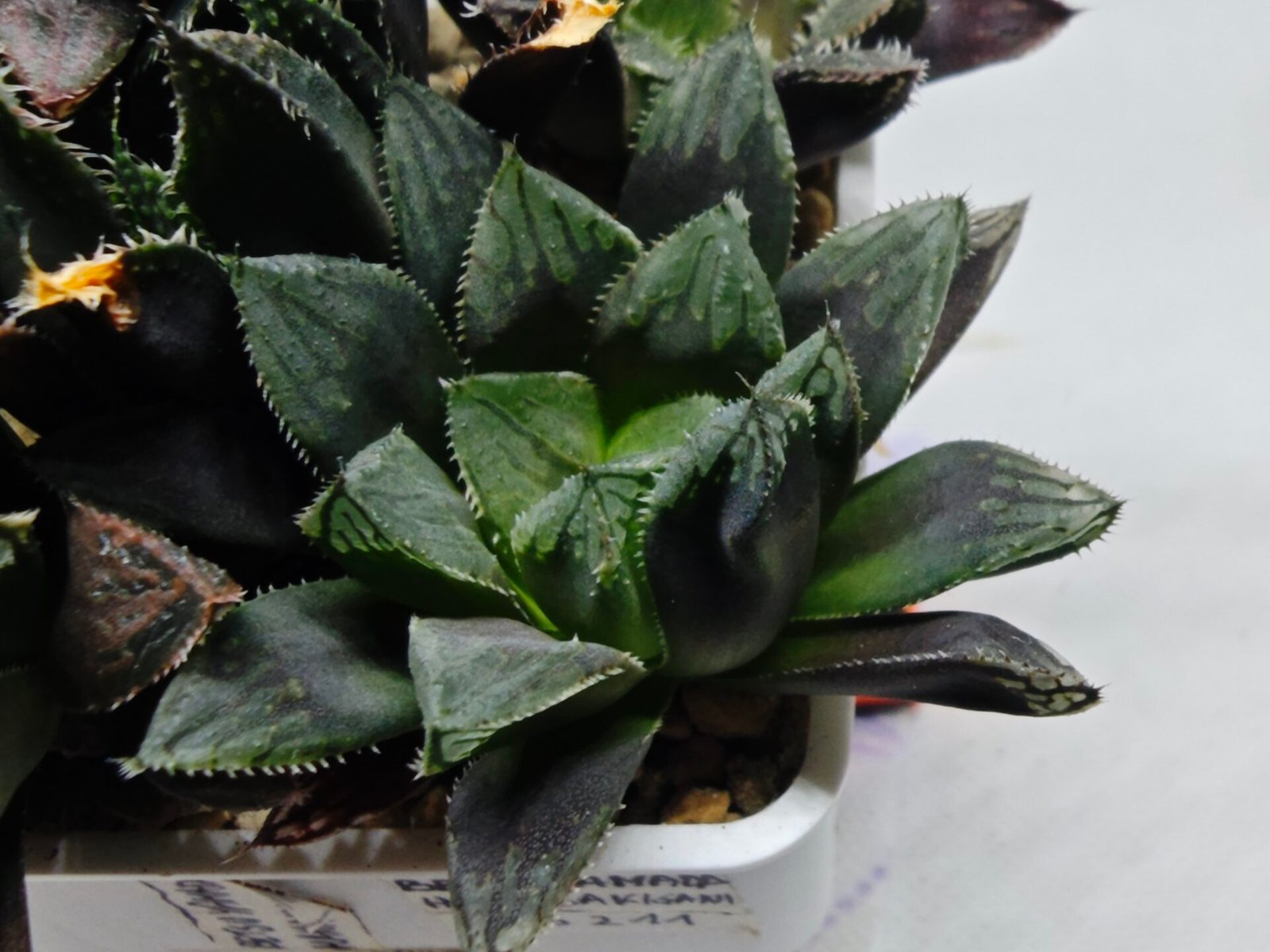 Haworthia MS211 Betsu Yamada x Hanasakigani - 1