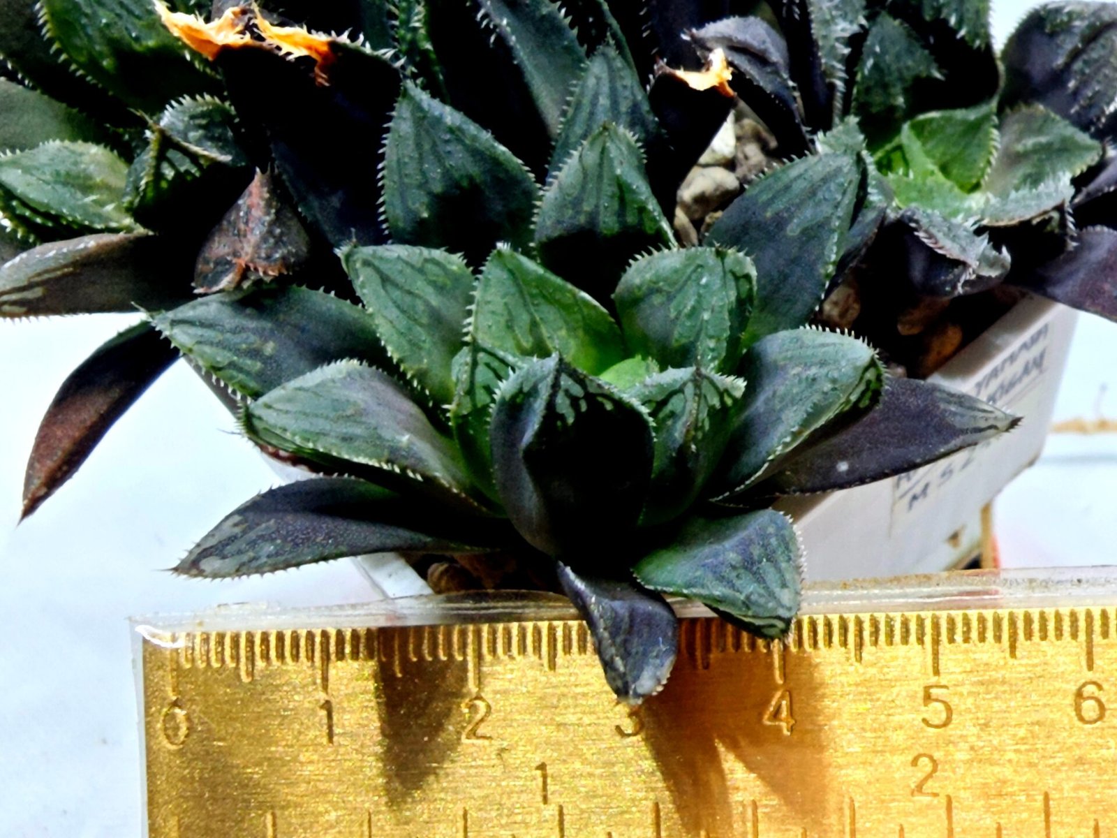 Haworthia MS211 Betsu Yamada x Hanasakigani - 2