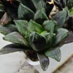 Haworthia MS211 Betsu Yamada x Hanasakigani - 3