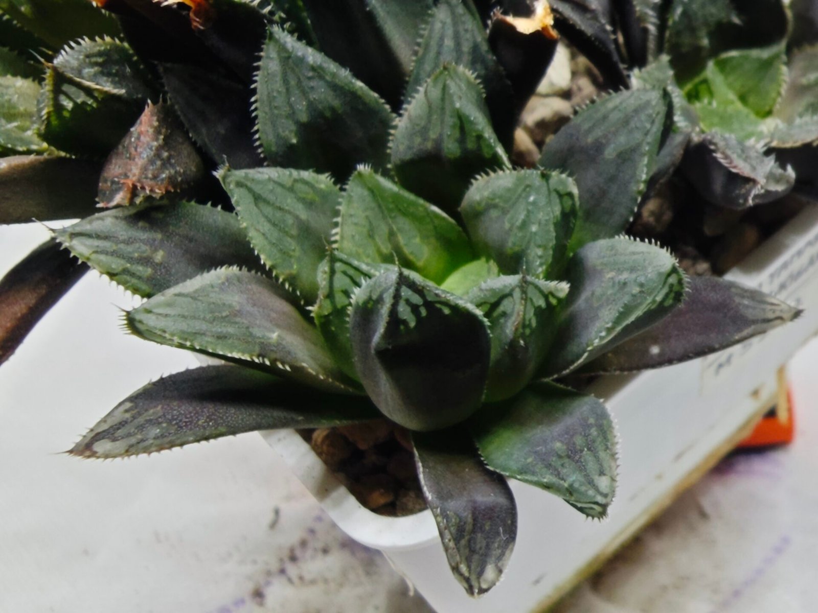 Haworthia MS211 Betsu Yamada x Hanasakigani - 3